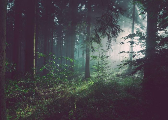 Discover the Magic of Random Forests
