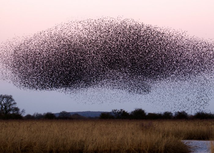 The Collective Power of Swarm Intelligence
