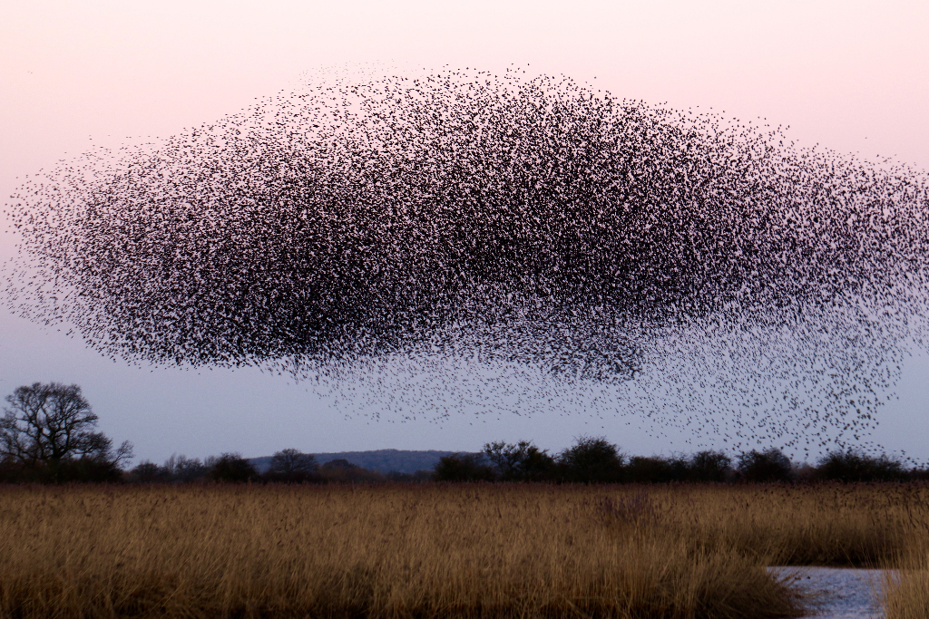 The Collective Power of Swarm Intelligence